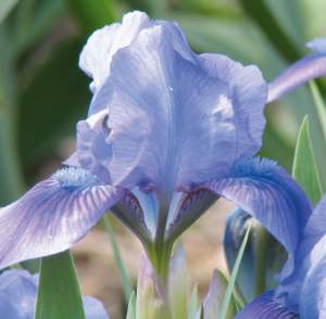 zodiaco piante iris