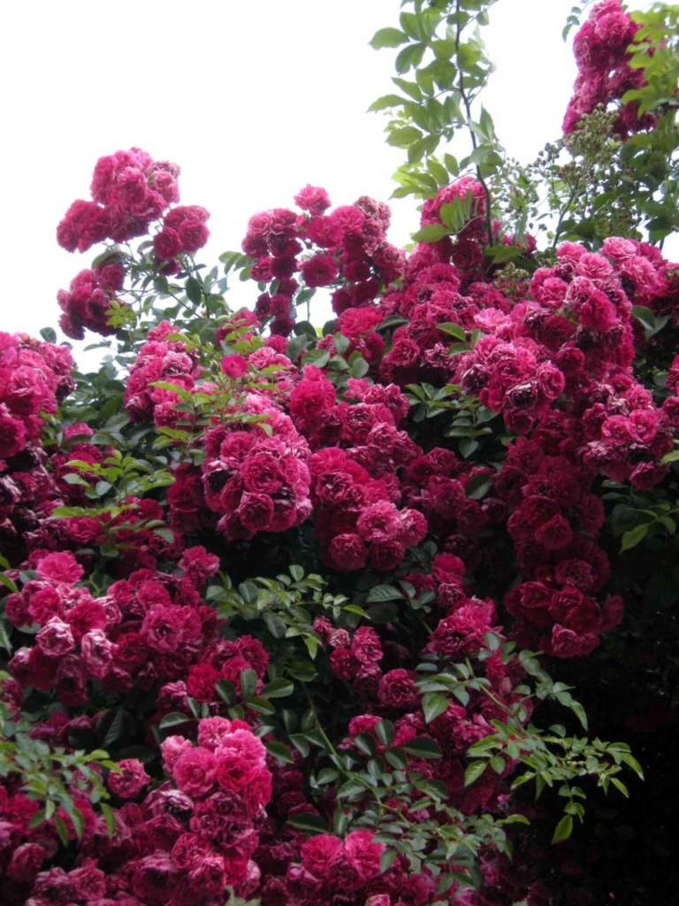 rosai fiori