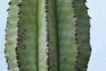 Euphorbia_anoplia