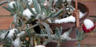 lavori giardino gennaio delosperma neve