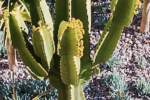 Euphorbia candelabrum