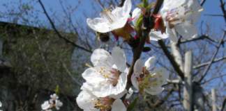 calendario lunare marzo albicocco fiori