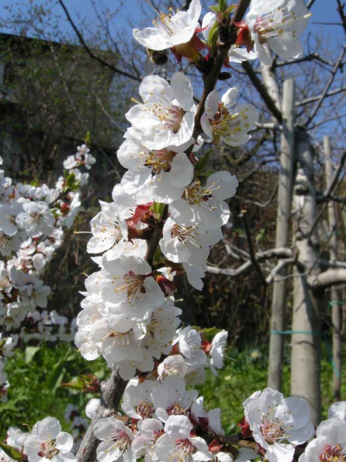 calendario lunare marzo albicocco fiori