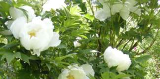 lavori da fare in giardino in maggio peonia bianca