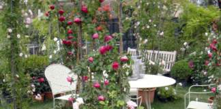 giardino giugno rose