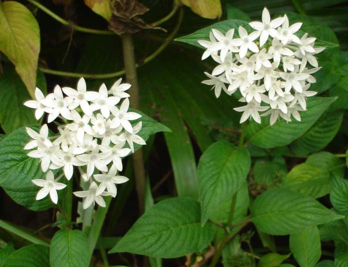 pentas fiori bianchi