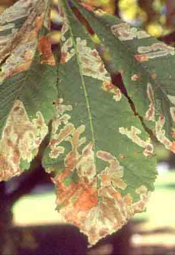 ippocastano foglie cameraria minatrice