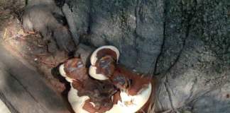 carie del legno ganoderma aspersum