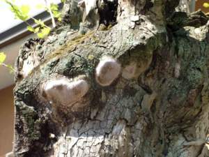 carie del legno phellinus platano