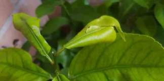 minatrice serpentina agrumi foglie limone