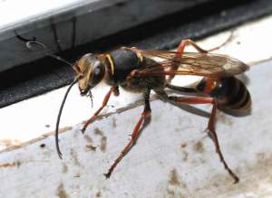 Sceliphron vespa muratore