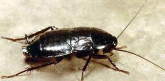 Blatta germanica, scarafaggio nero.
