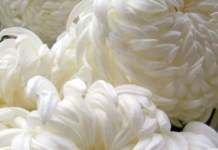 crisantemo fiore bianco