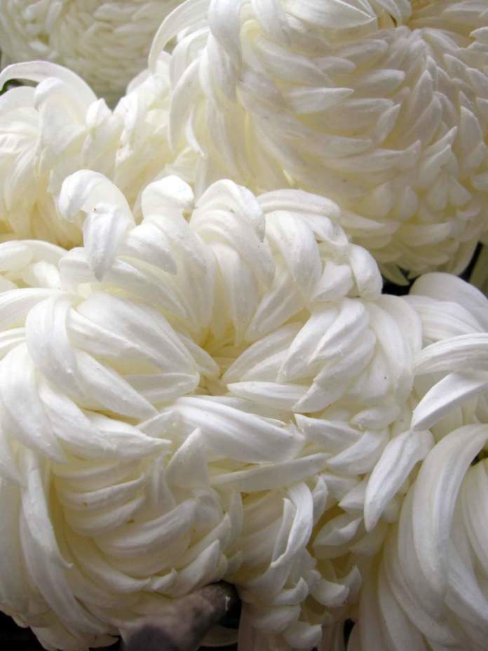 crisantemo fiore bianco