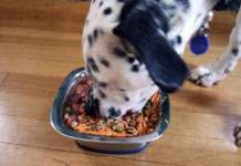 Un esempio, in questo caso gradito, di pasto vegan fatto in casa per il cane.