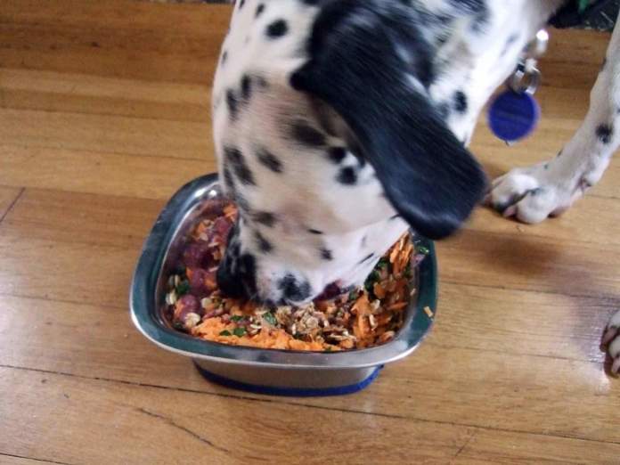 Un esempio, in questo caso gradito, di pasto vegan fatto in casa per il cane.
