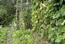 food forest orto