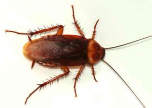 Periplaneta americana, scarafaggio rosso. 