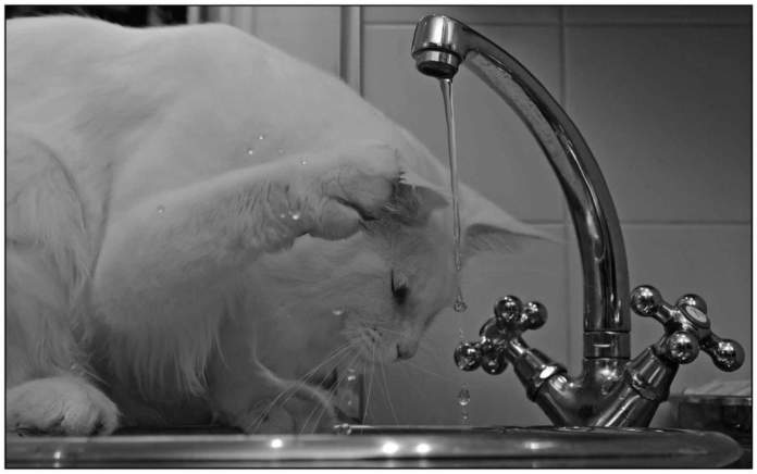 gatto bagno acqua
