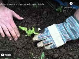 video_insalata_lumachicida copia