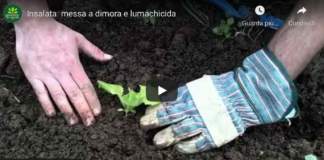 video_insalata_lumachicida copia