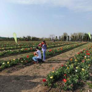 mostre giardinaggio tulipani flover