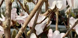 fioriture primavera magnolia stellata