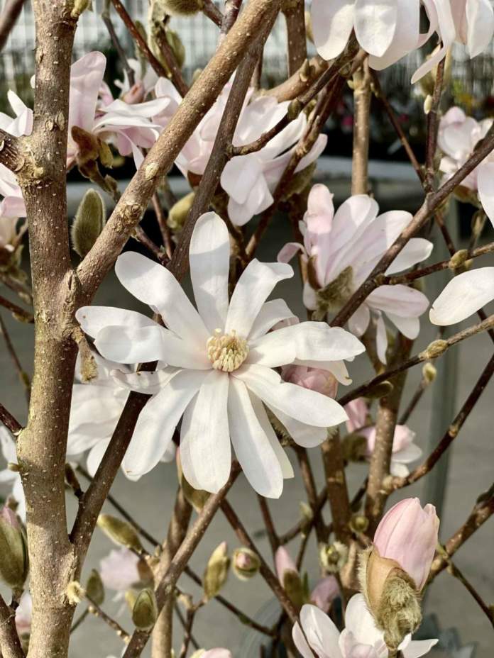 fioriture primavera magnolia stellata
