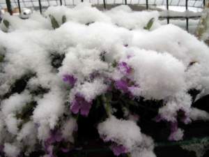 neve violacciocca matthiola incana