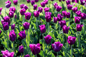 mostre mercato giardinaggio villa taranto tulipani