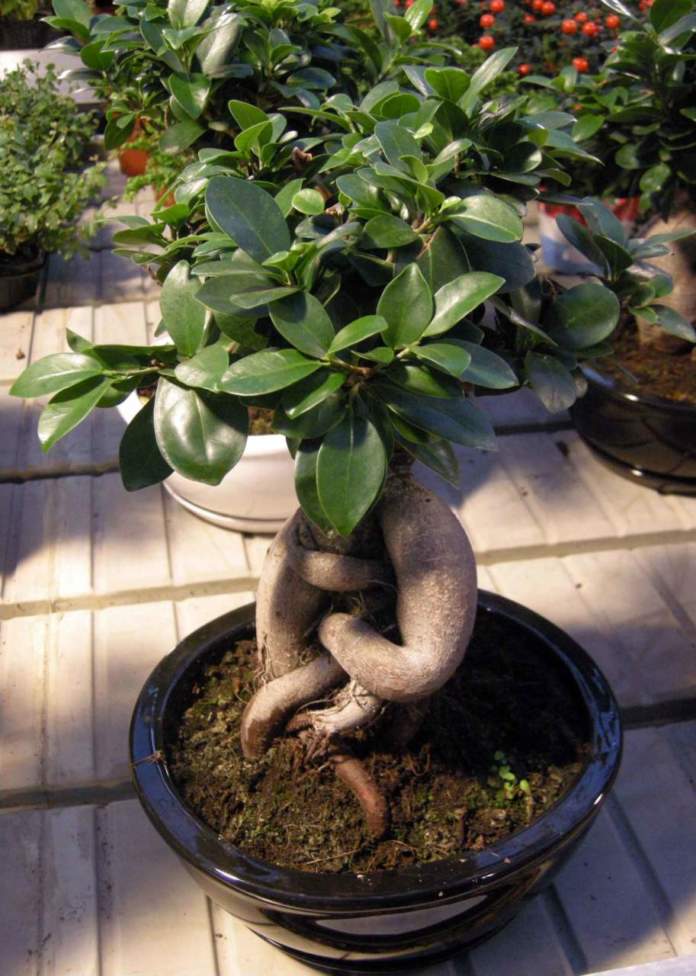 bonsai ficus microcarpa ginseng