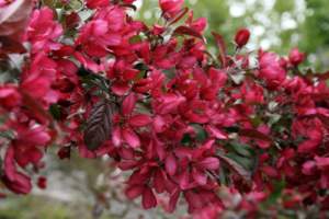 Fiori di Malus floribunda ‘Red Sentinel’.