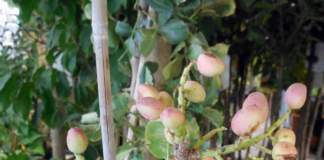 pistacchio pianta frutti