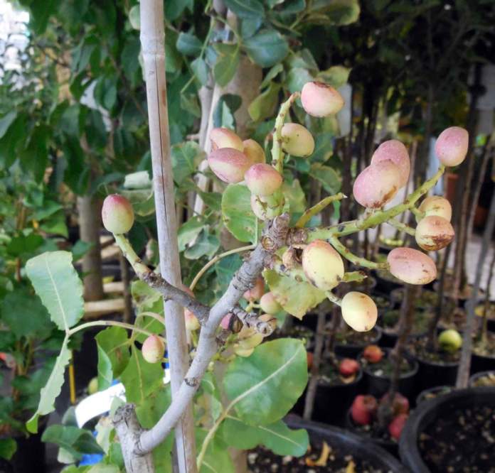 pistacchio pianta frutti