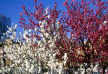 Prunus fiore