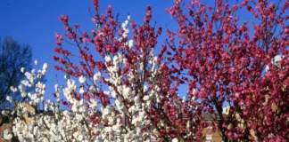 Prunus fiore