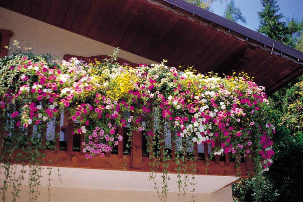 balcone fiorito consigli giardinaggio