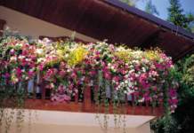 balcone fiorito consigli giardinaggio