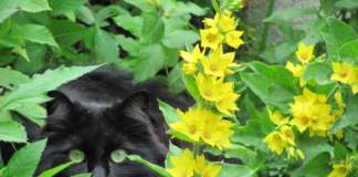 gatto smarrito nero piante