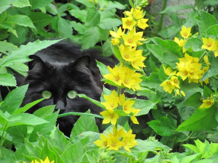 gatto smarrito nero piante
