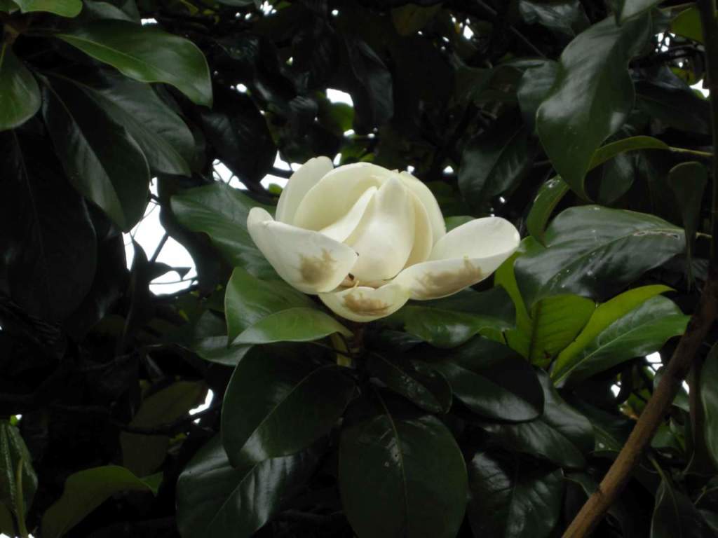 magnolia grandiflora fiore