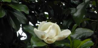 magnolia grandiflora fiore