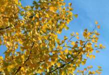 ginkgo foglie gialle