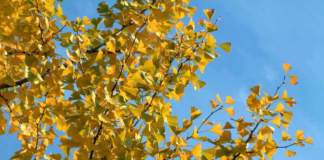 ginkgo foglie gialle