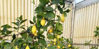 limone vaso serra inverno