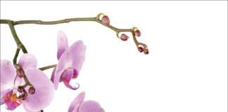 libro orchidee