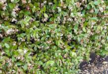 piante sporcizia rincospermum sfiorito