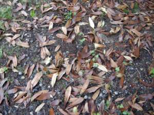 foglie_magnolia piante sporcizia