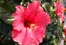 hibiscus_rosa_sinensis