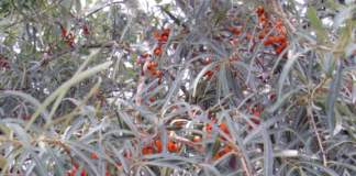 hippophae_rhamnoides olivello spinoso